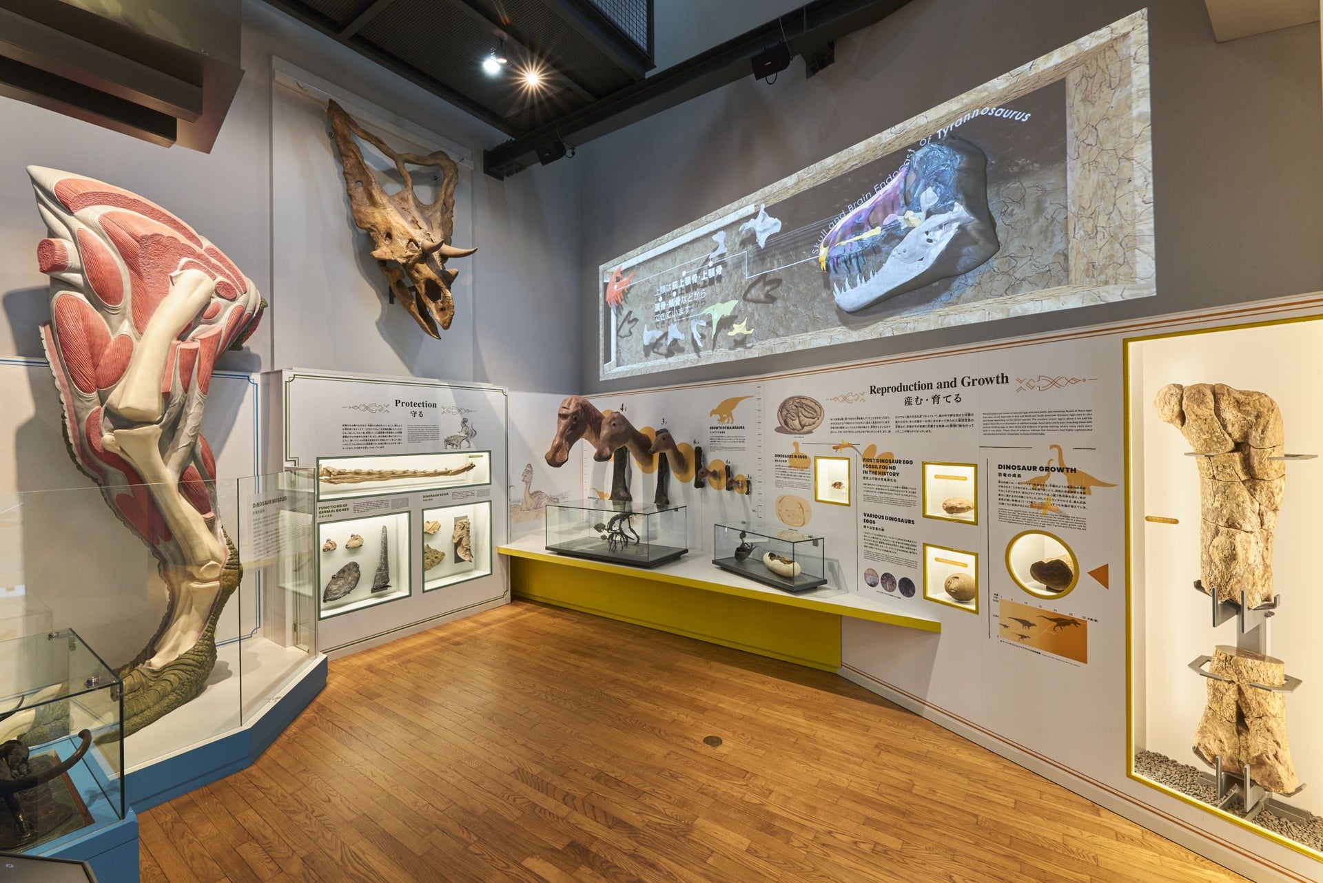 福井県立恐竜博物館